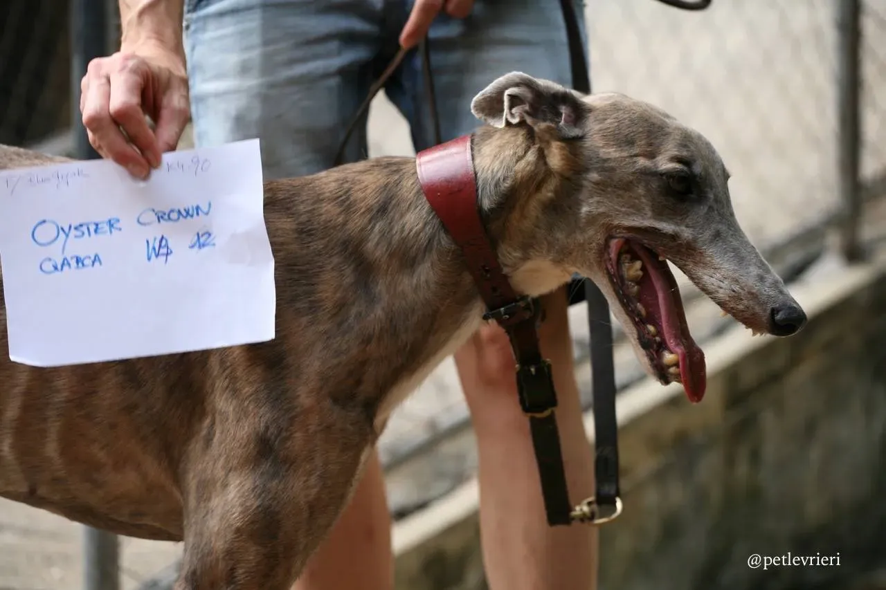 3 oyster crown adozione greyhound macao