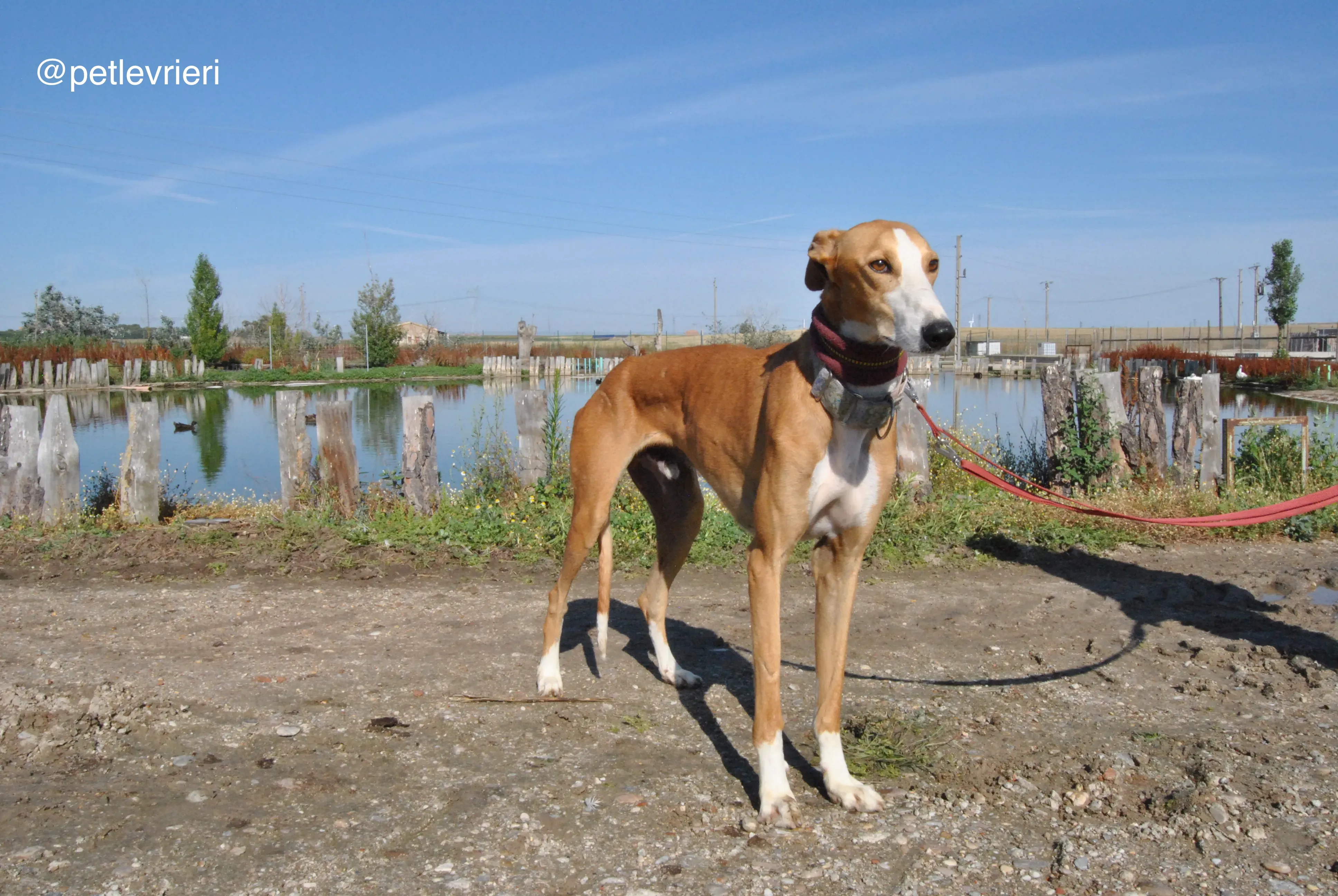 3 patas adozione levrieri galgo