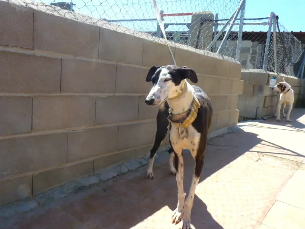 3 pelusa adozione levrieri galgo