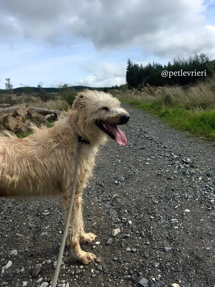 3 philip adozione greyhound