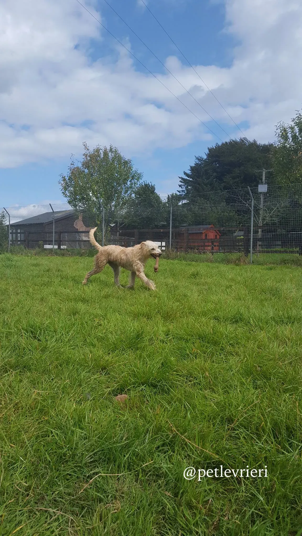 3 philip adozione levrieri greyhound 1