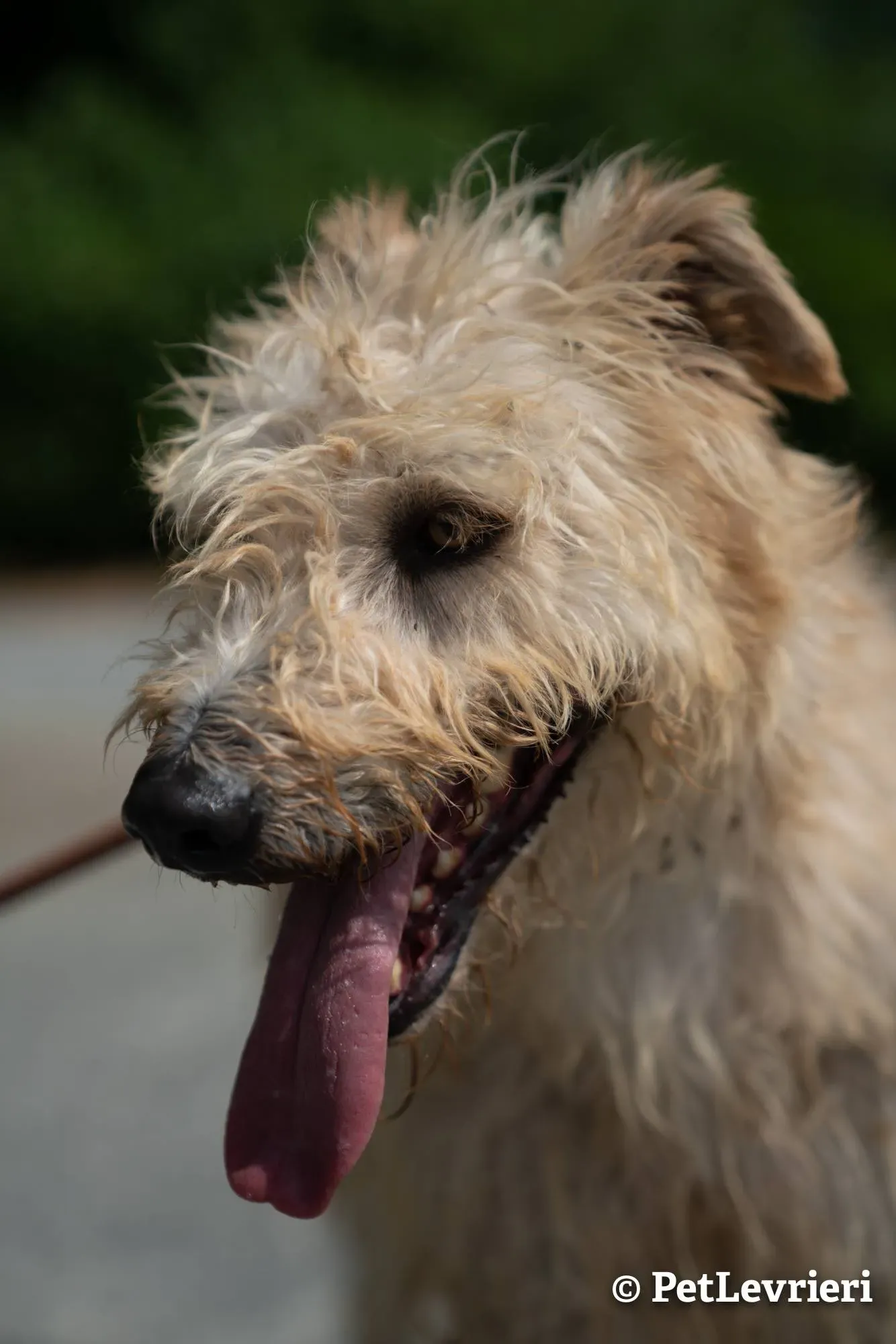 3 philip adozione levrieri greyhound