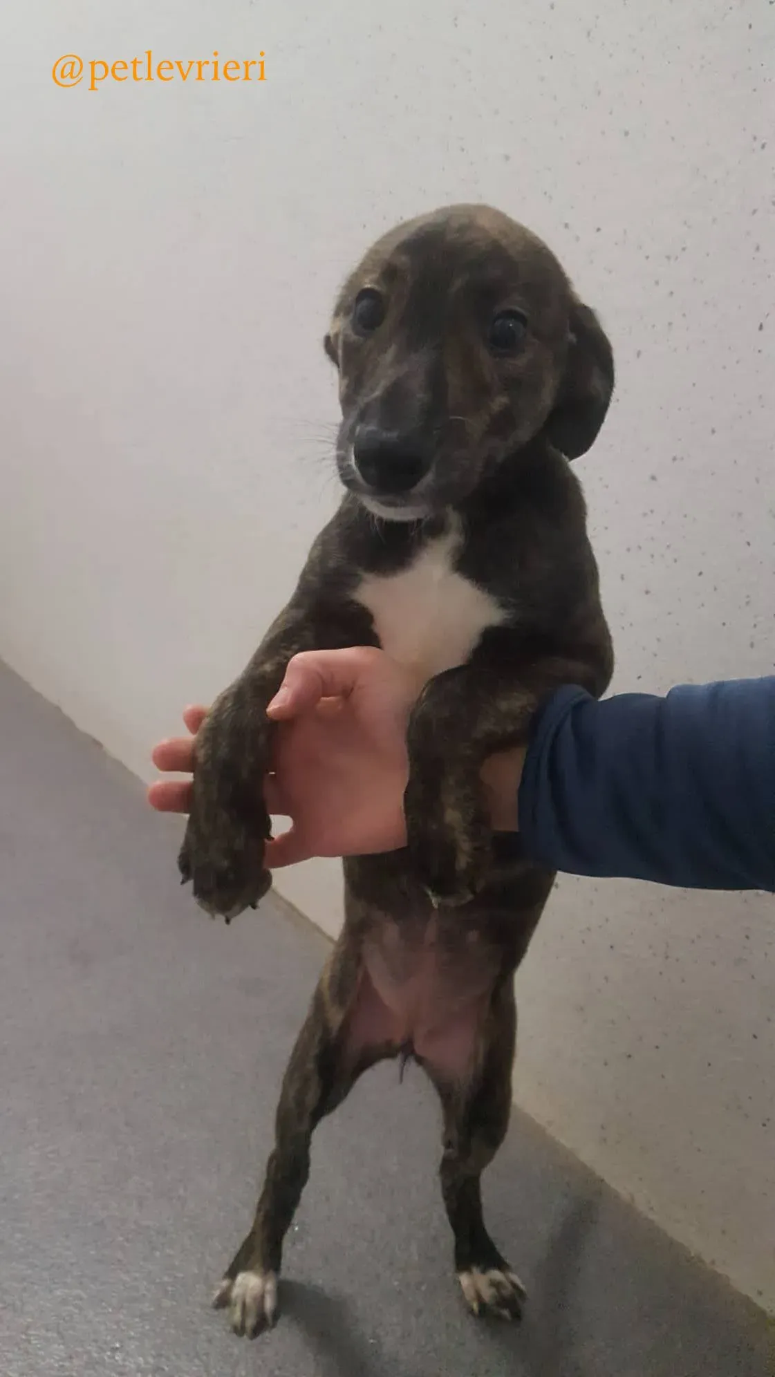 3 piper adozione levrieri greyhound