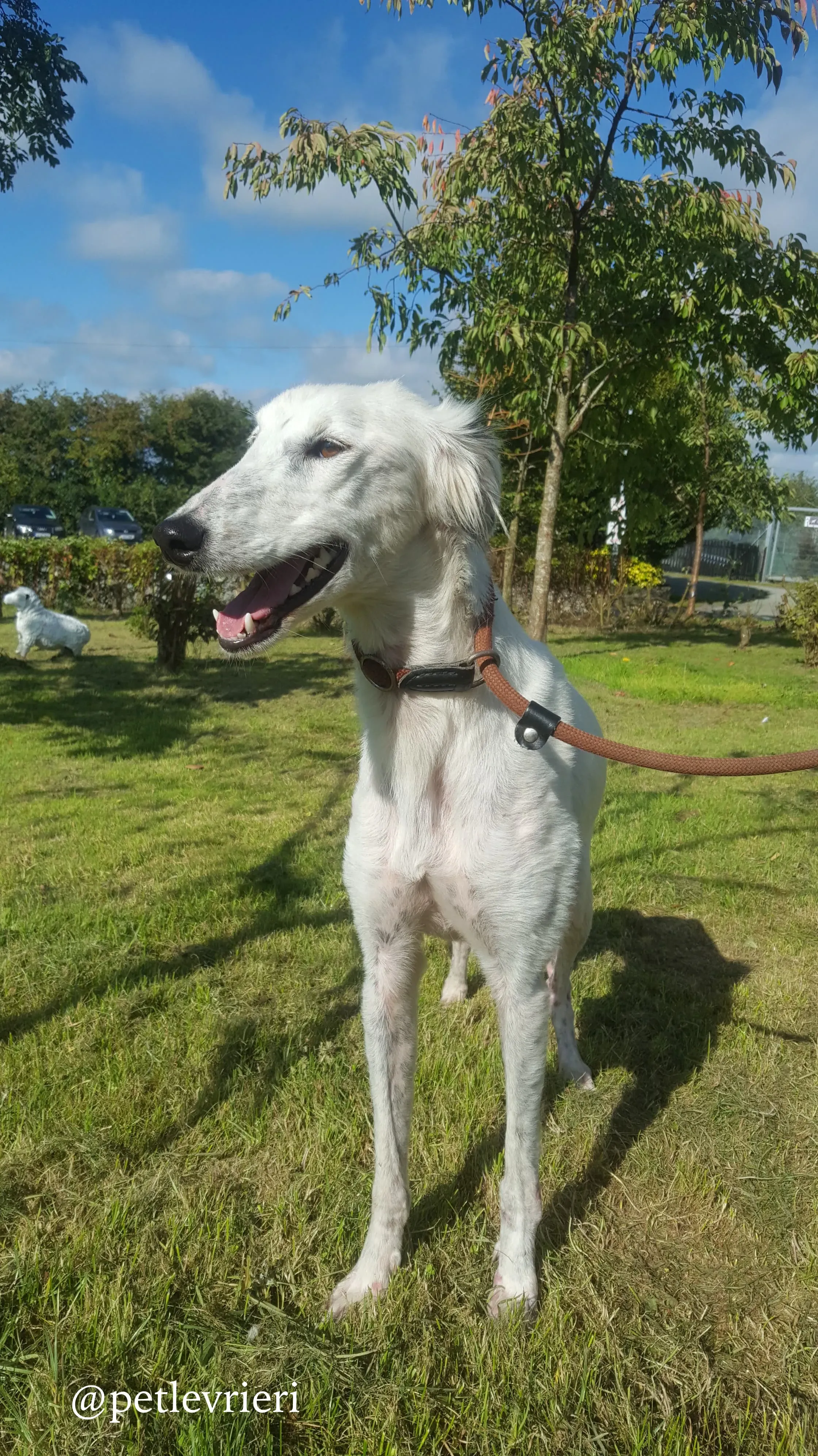 3 pippin adozione levrieri greyhound