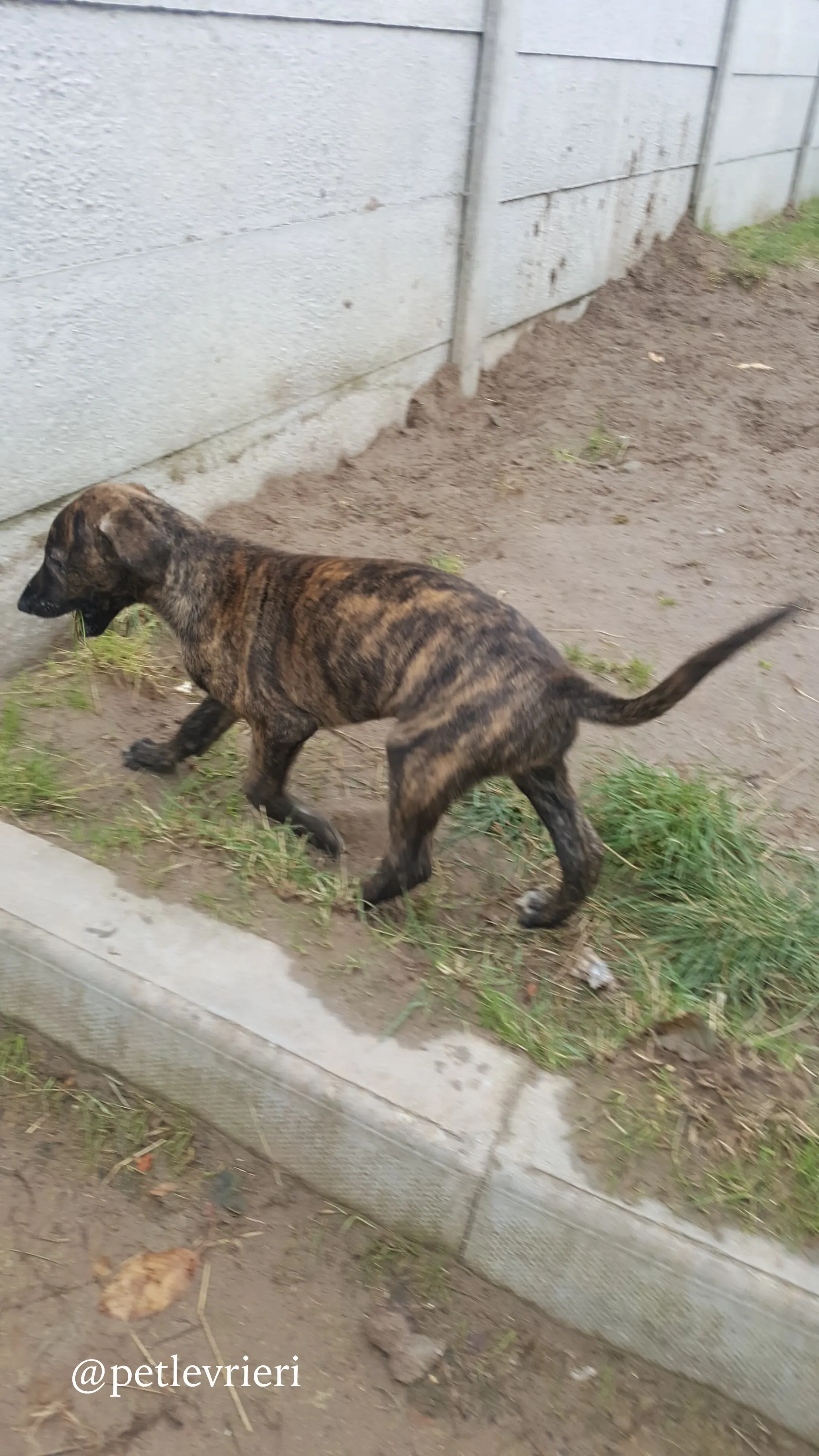 3 puppy adozione greyhound
