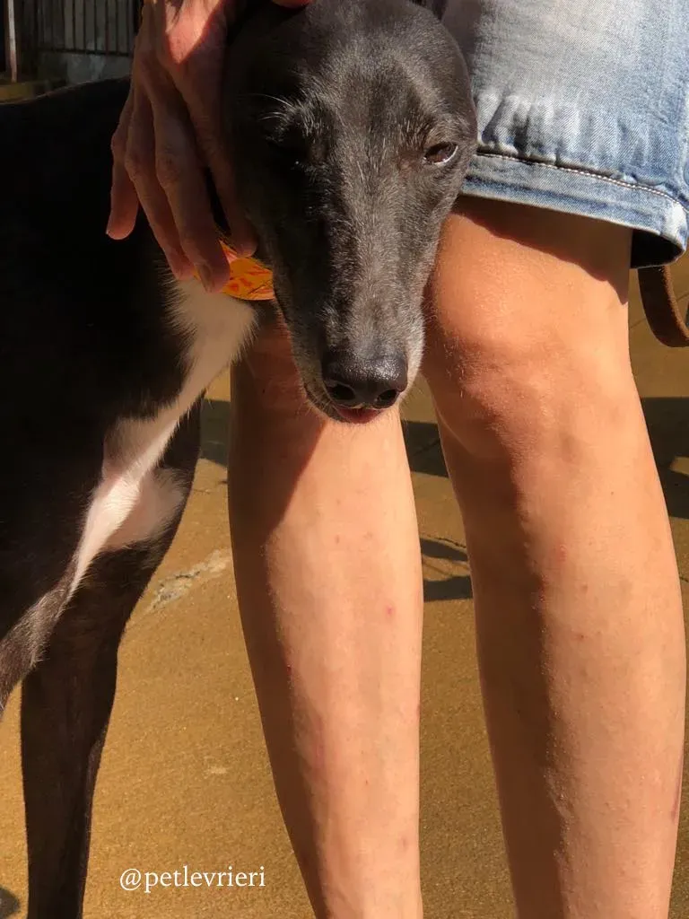 3 rise to me adozione greyhound macao