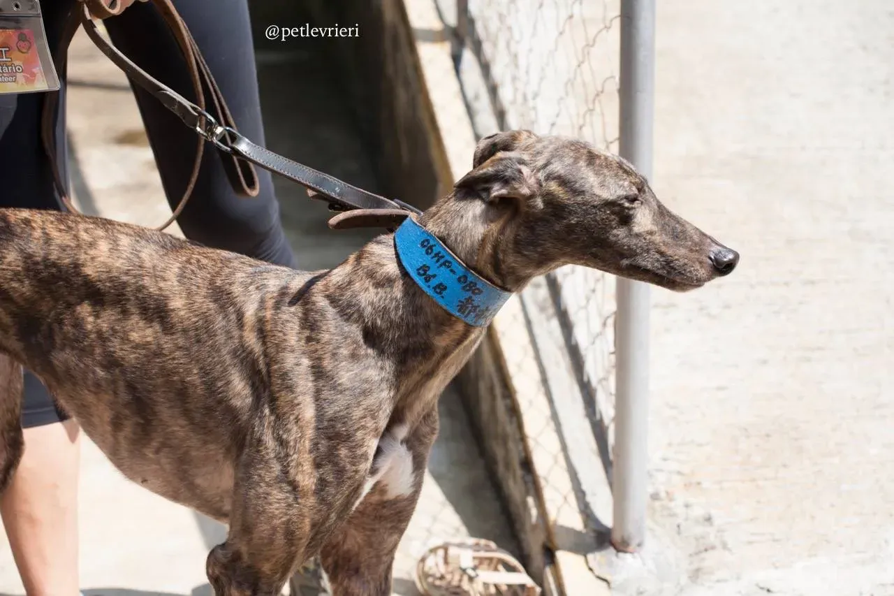 3 romance city adozione greyhound macao