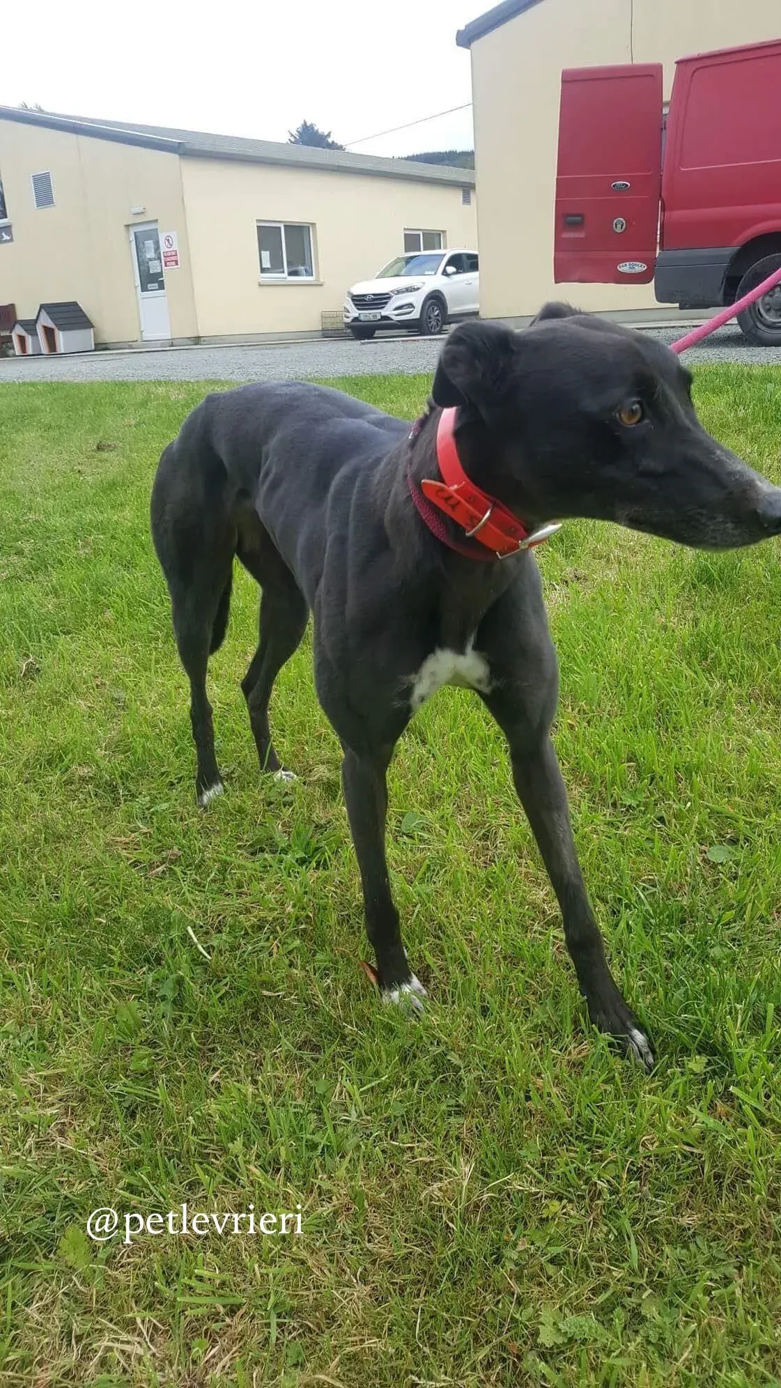 3 rosie adozione levrieri greyhound