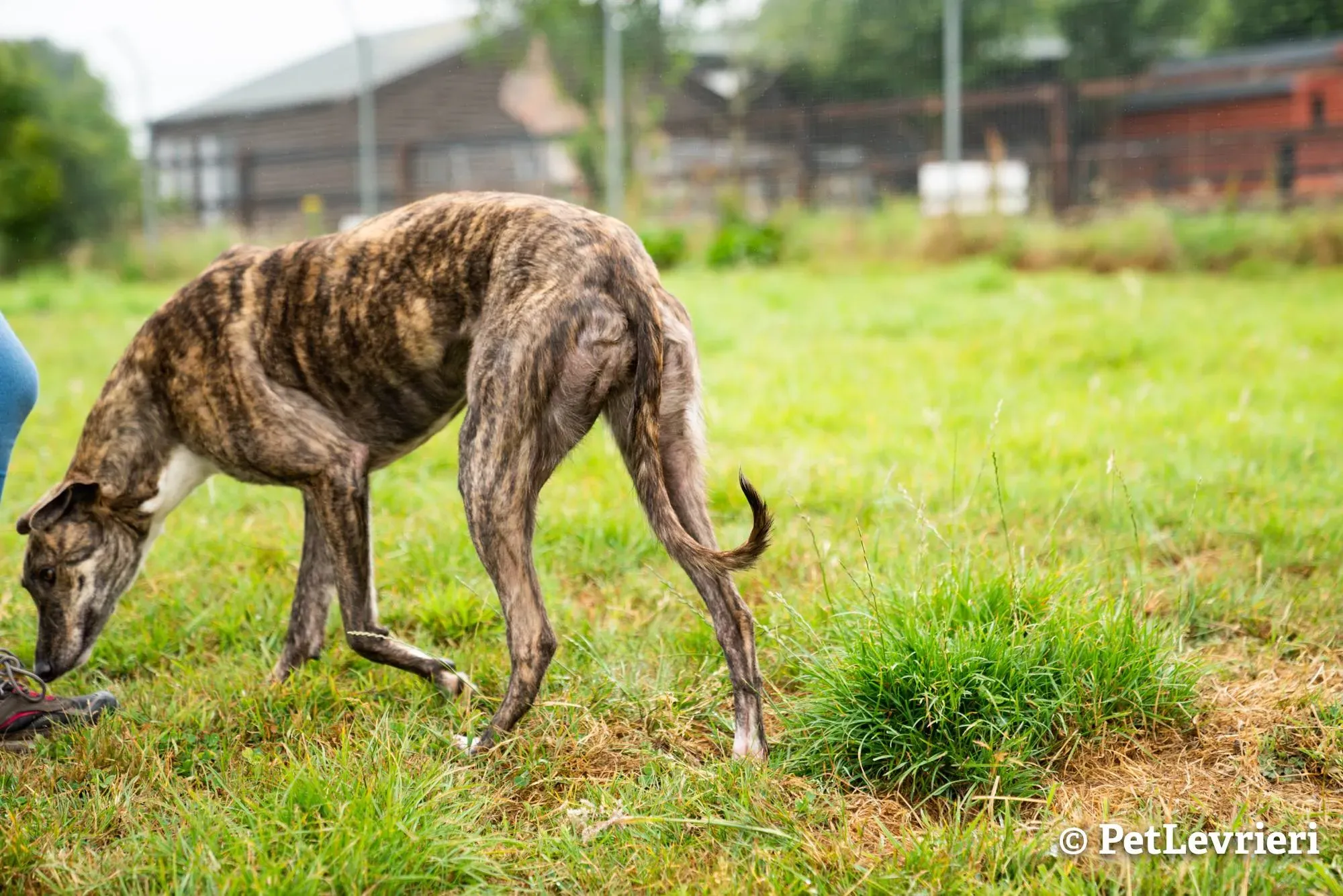 3 sade adozione levrieri greyhound