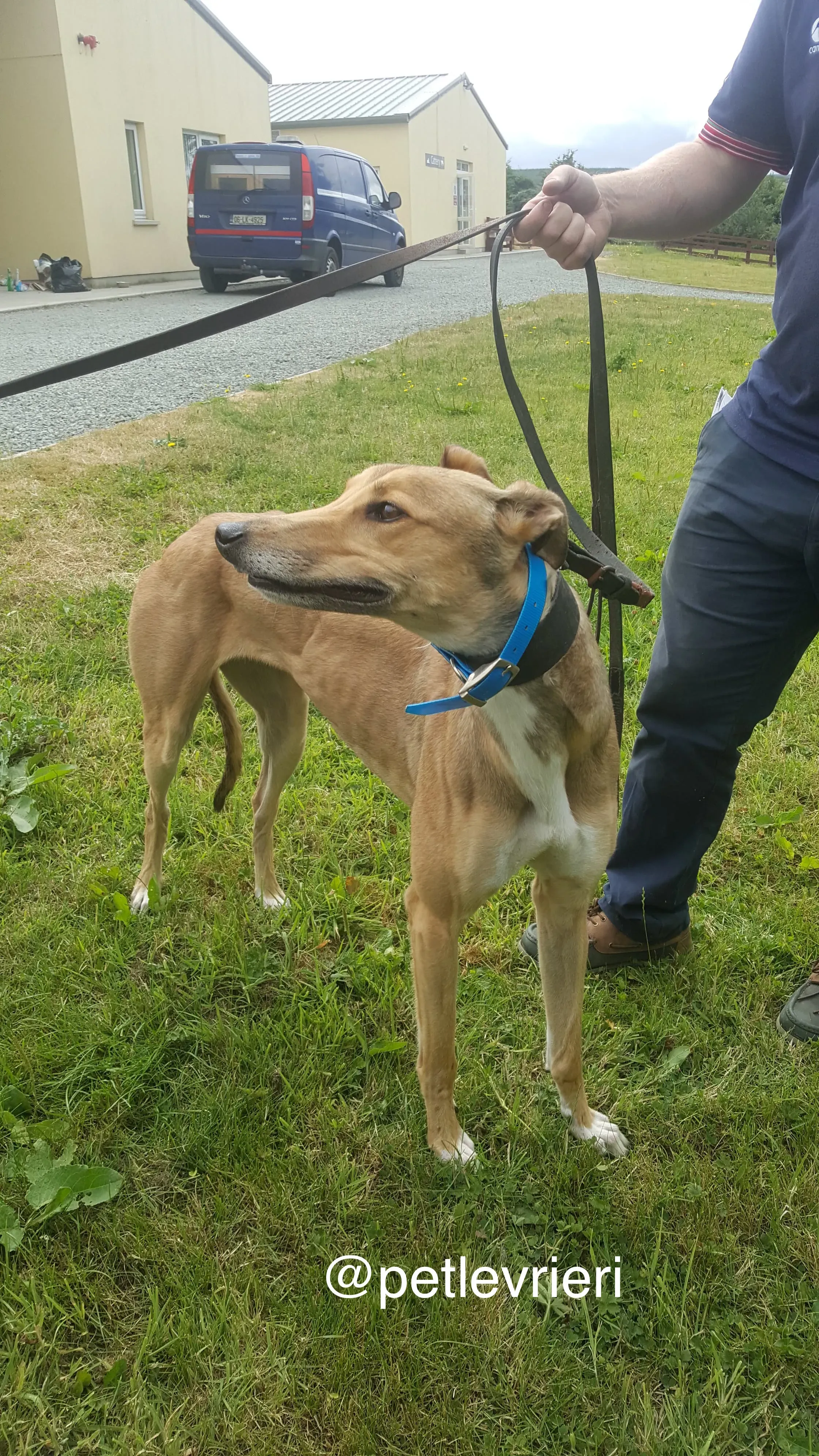 3 sandy adozione levrieri greyhound