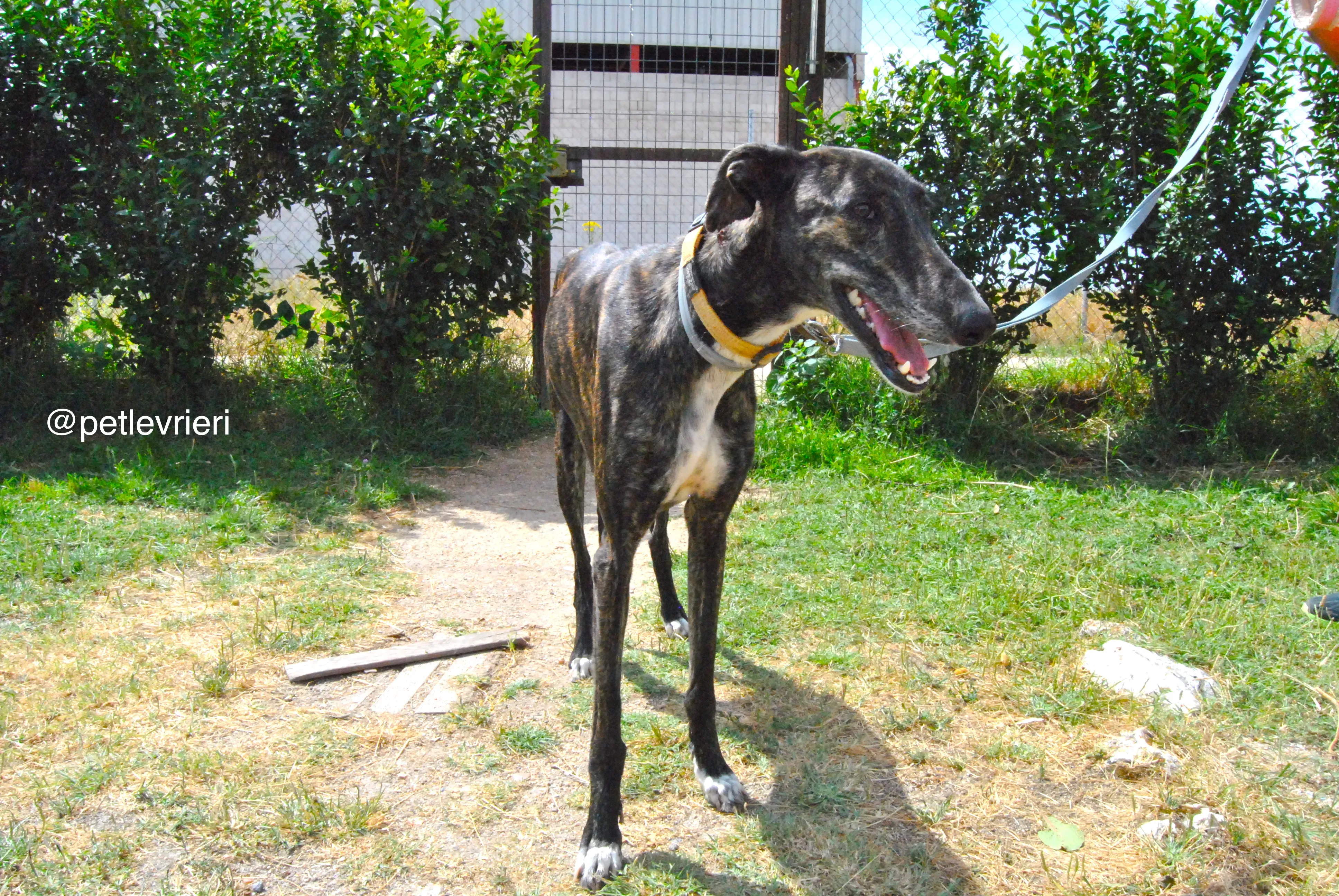 3 sasha adozione levrieri galgo 1