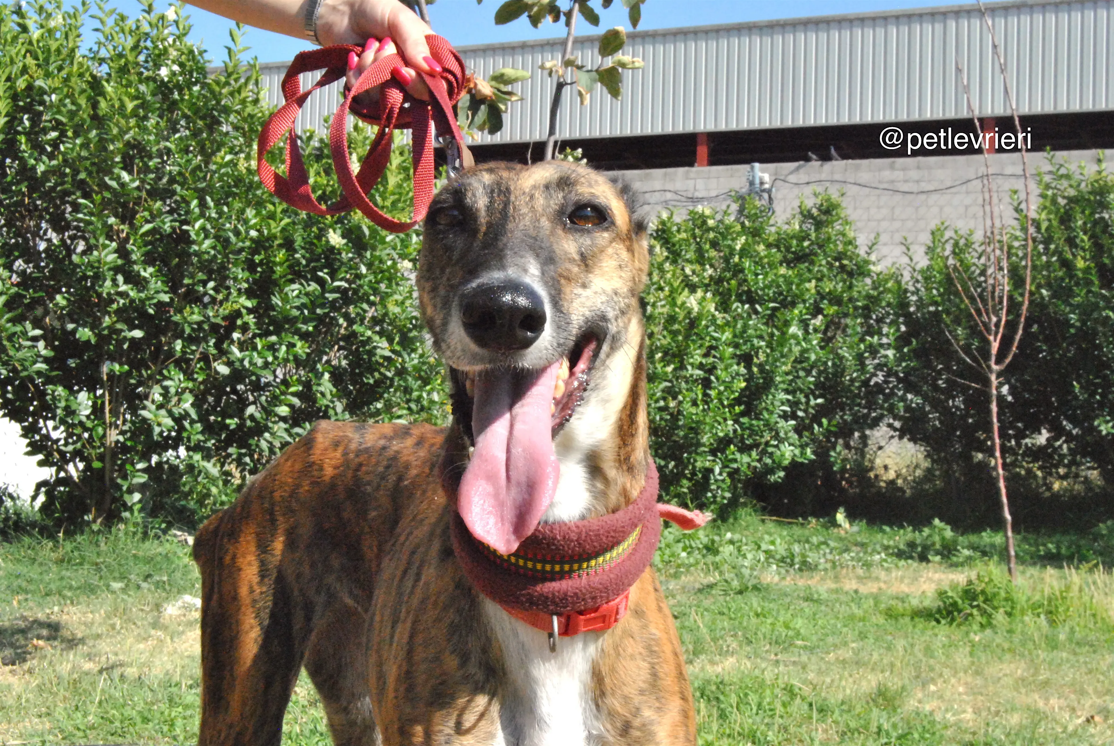 3 sevillana adozione levrieri galgo