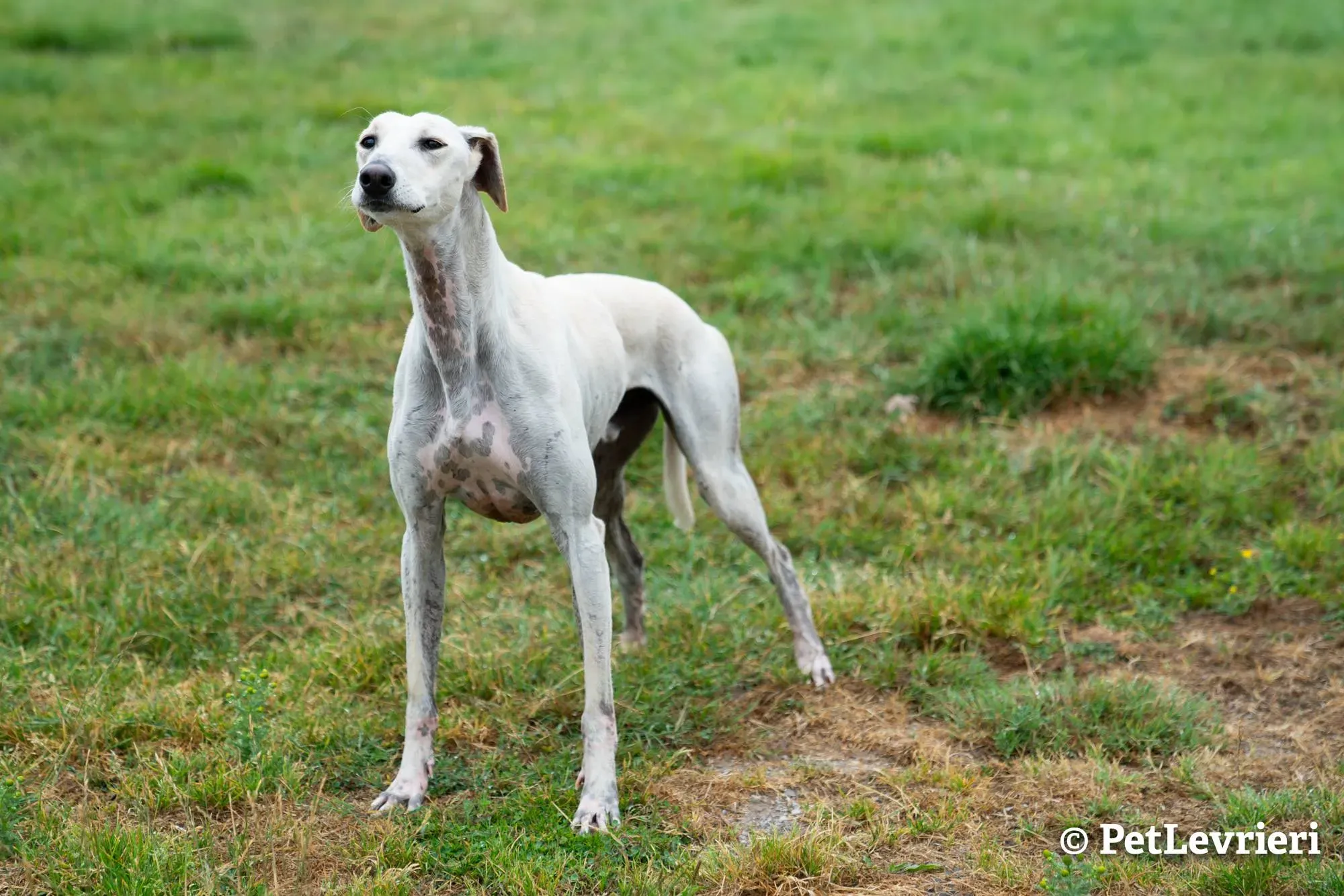 3 snowman adozione levrieri greyhound 1