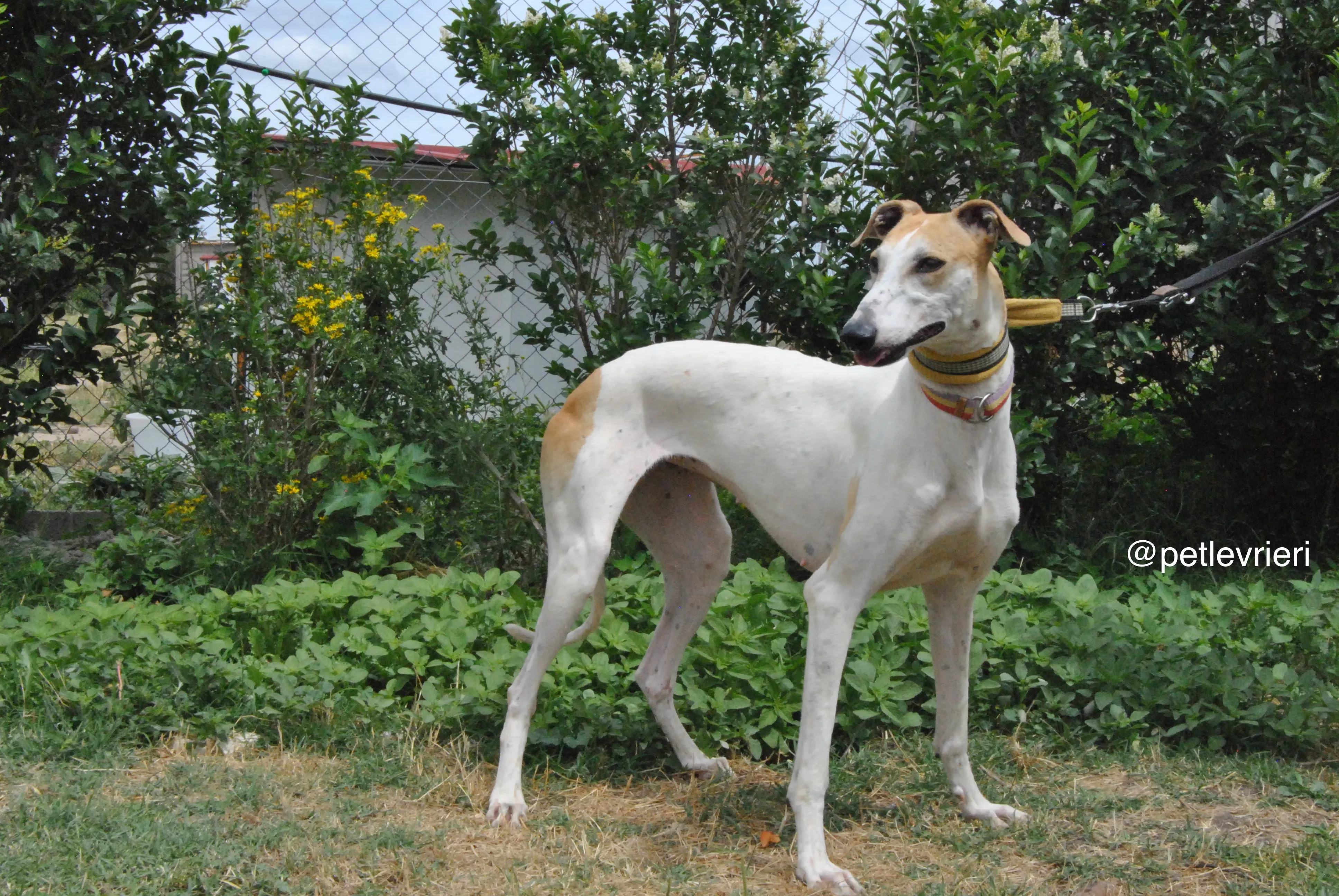 3 soda adozione levrieri galgo