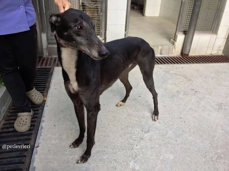 3 sparky adozione greyhound macao