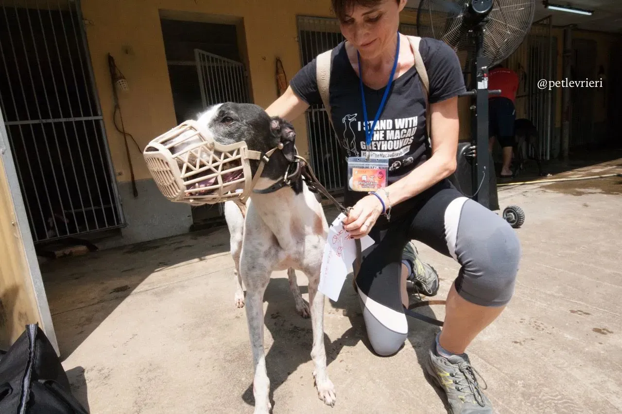 3 speedy quick quick adozione greyhound macao