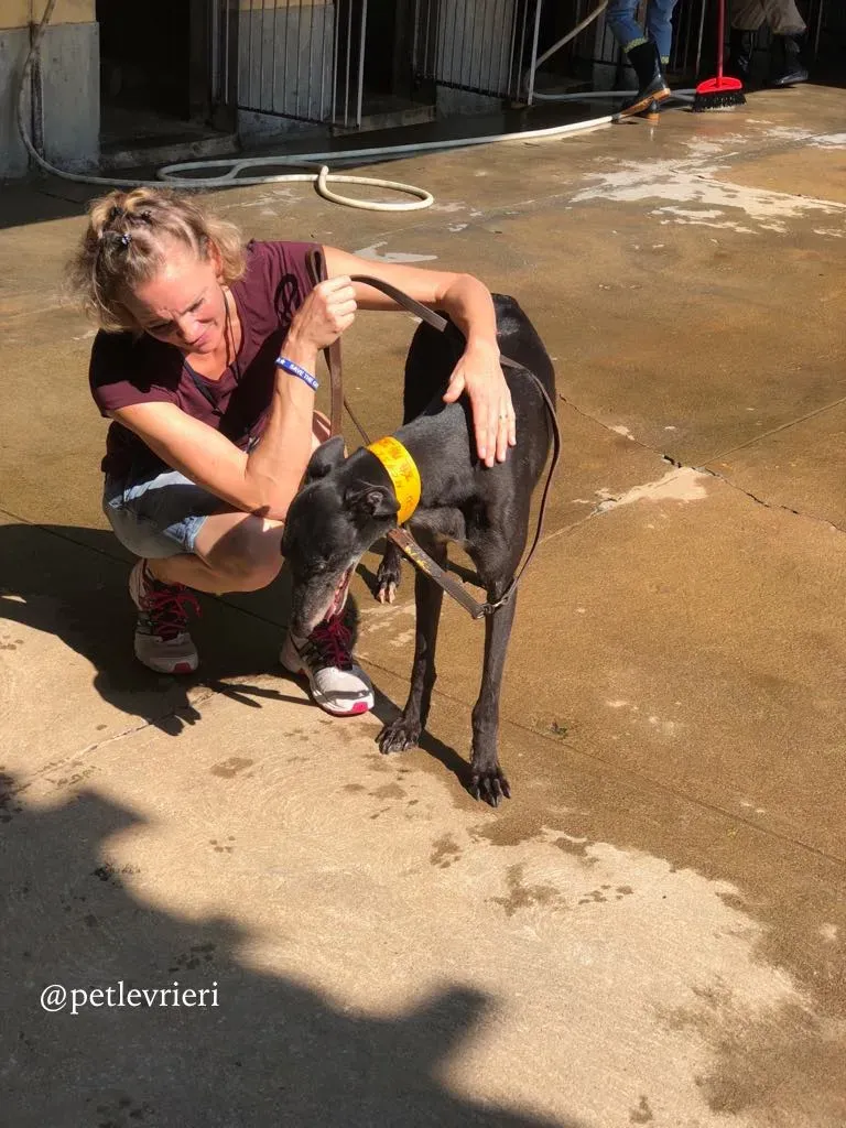 3 sprite point adozione greyhound macao