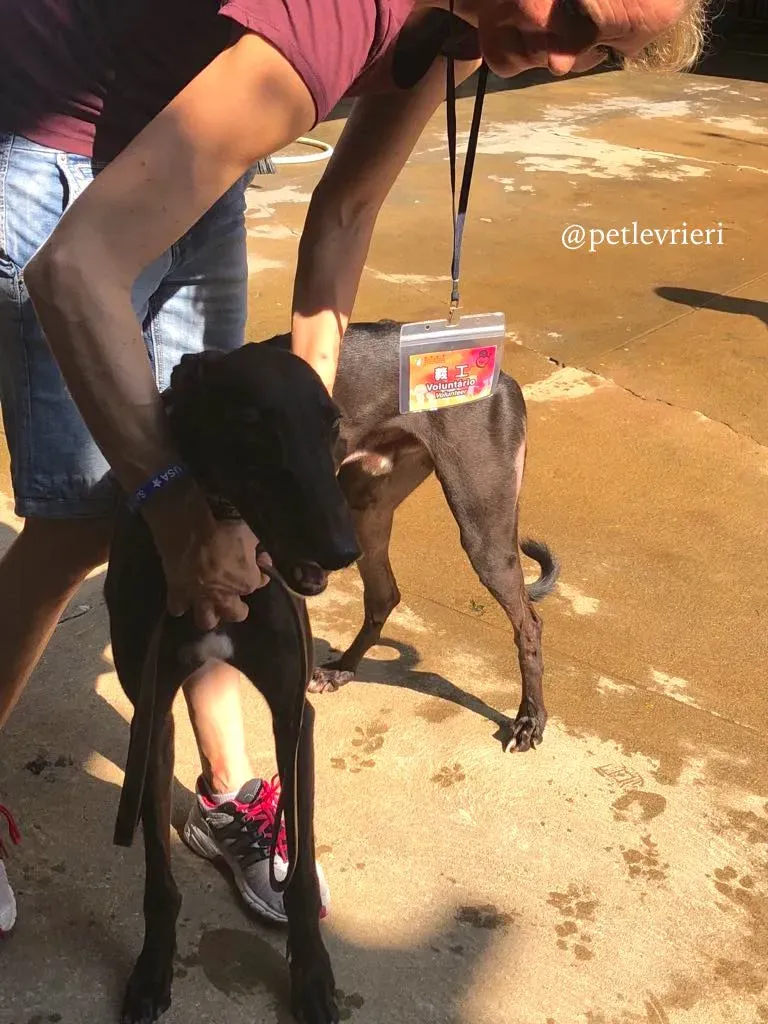 3 spritely keroma adozione greyhound macao