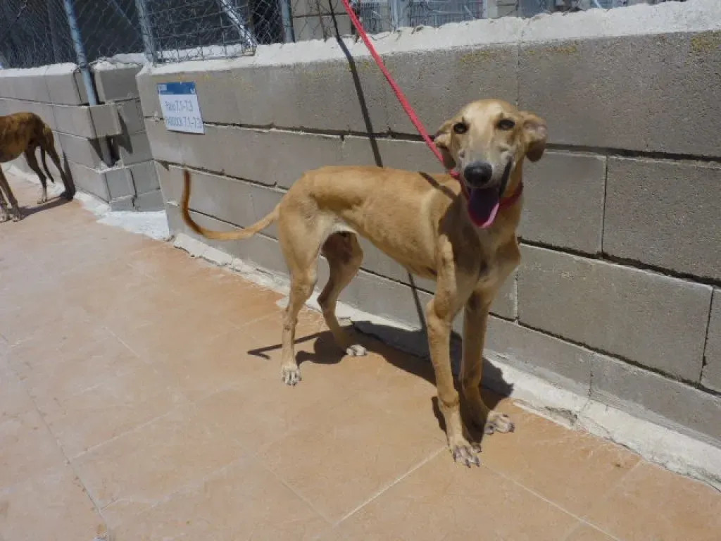 3 sunny adozione levrieri galgo
