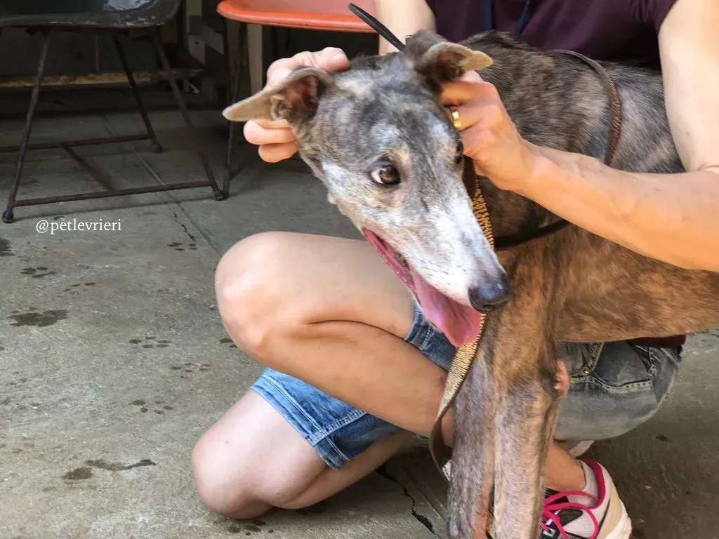 3 sure outstanding adozione greyhound macao 1