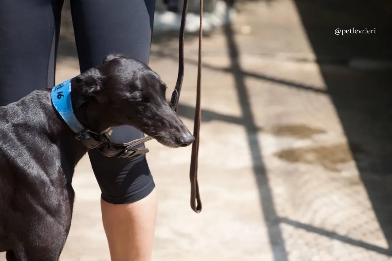 3 sweet choice adozione greyhound macao