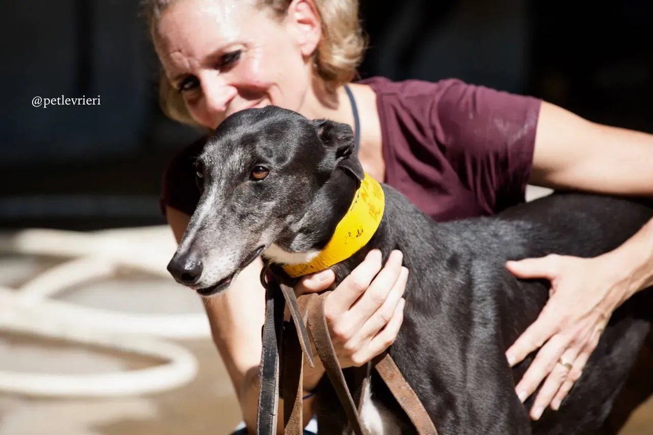 3 tiger tahlia adozione greyhound macao