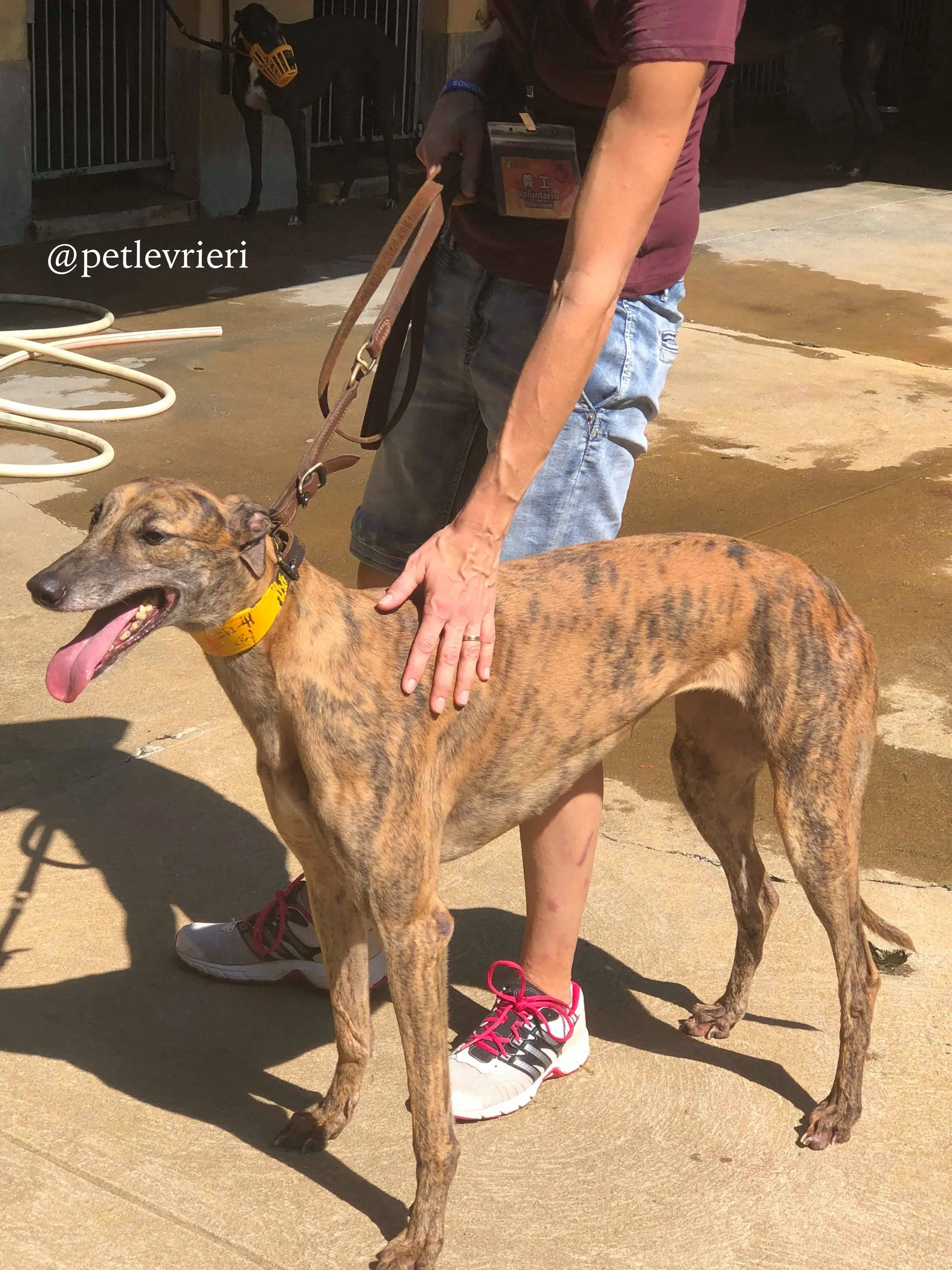 3 tron thing adozione greyhound macao