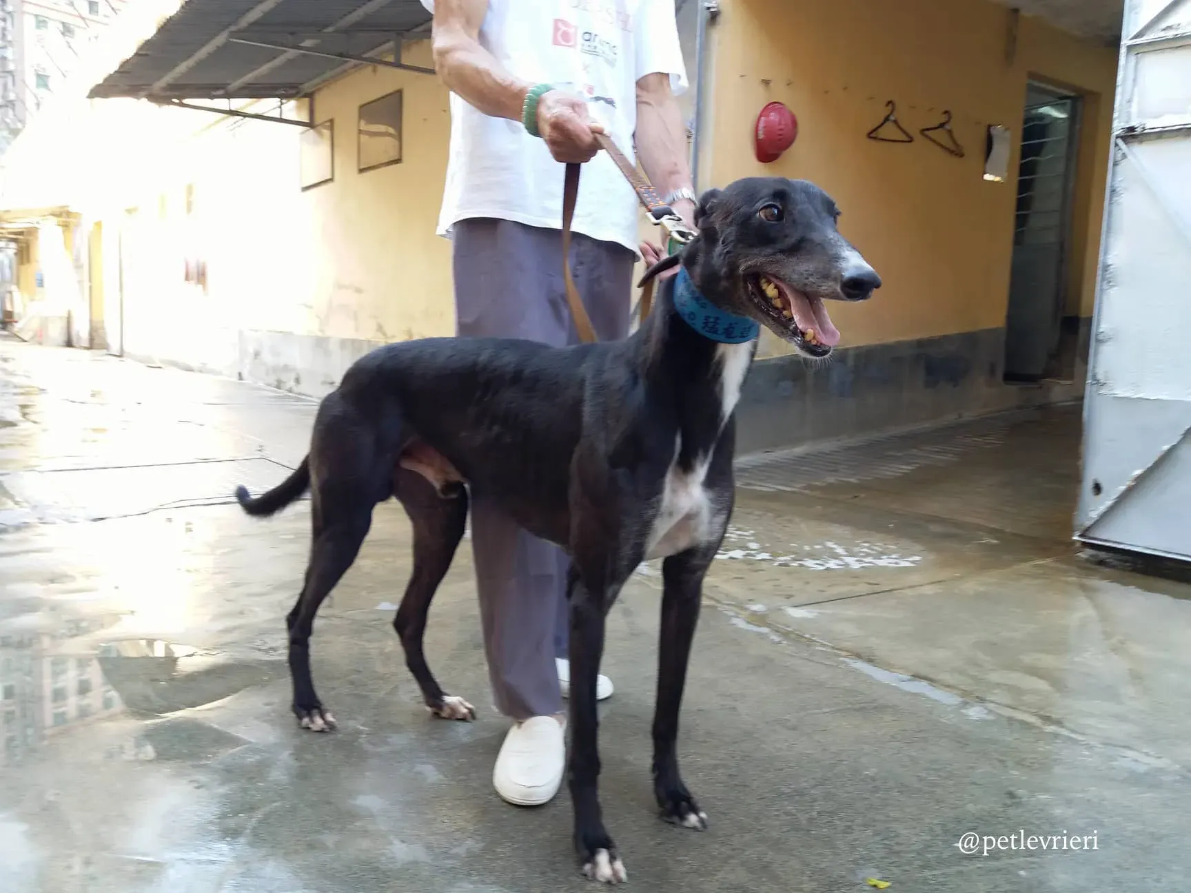 3 turramurra tom adozione greyhound macao