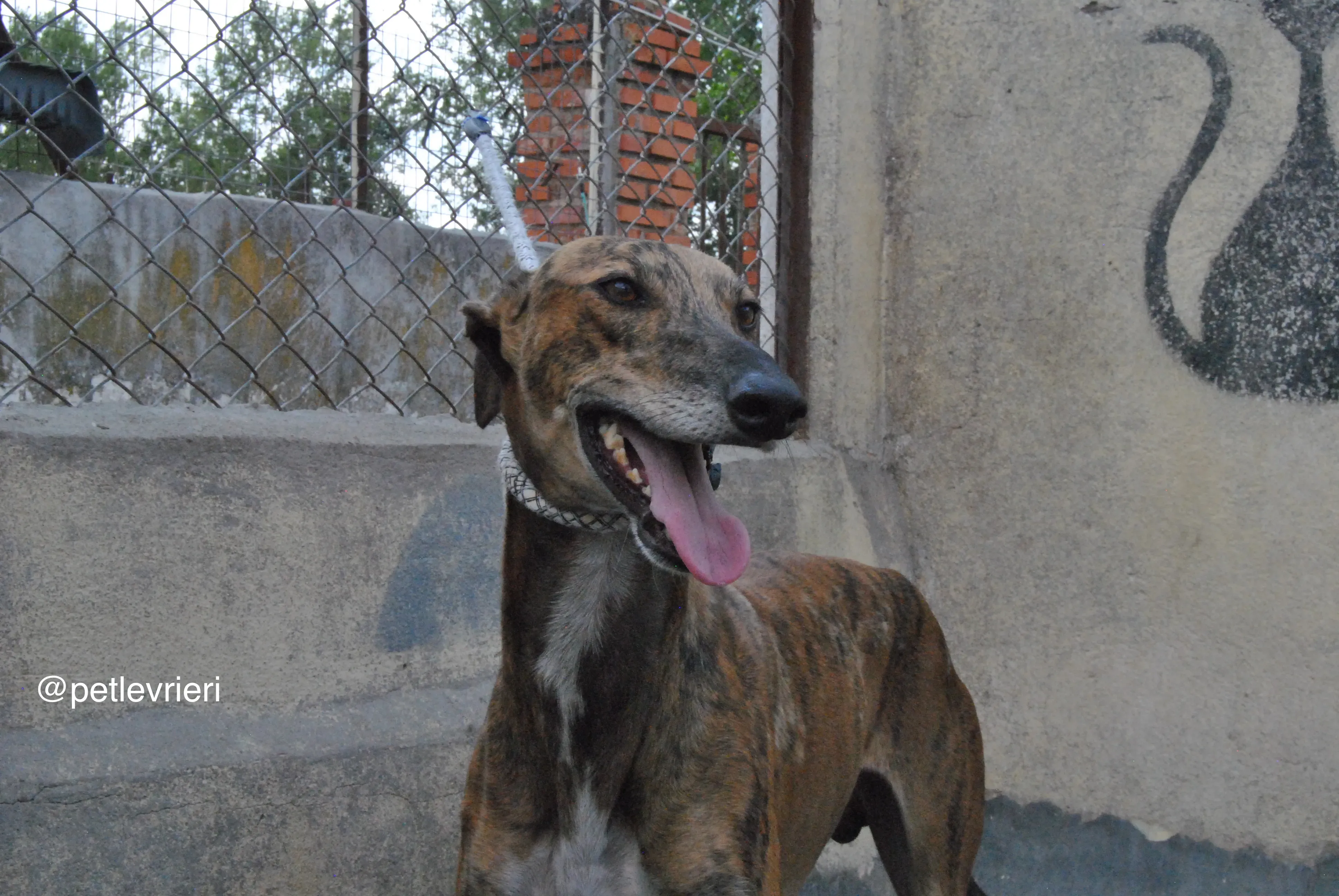 3 verdi adozione levrieri galgo