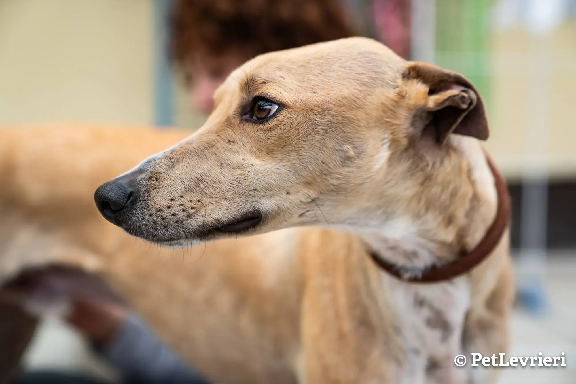 3 will adozione levrieri greyhound