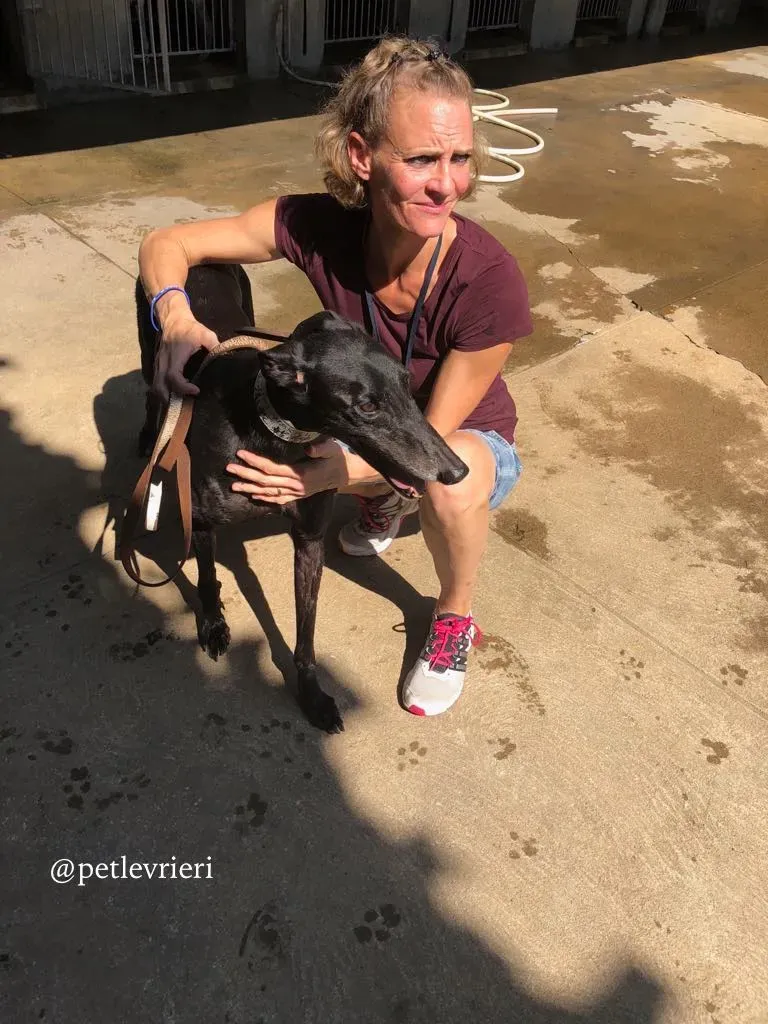 3 win warrior adozione greyhound macao