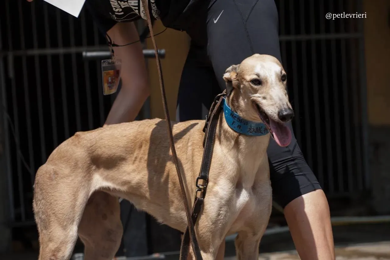 3 wins herojoys adozione greyhound macao