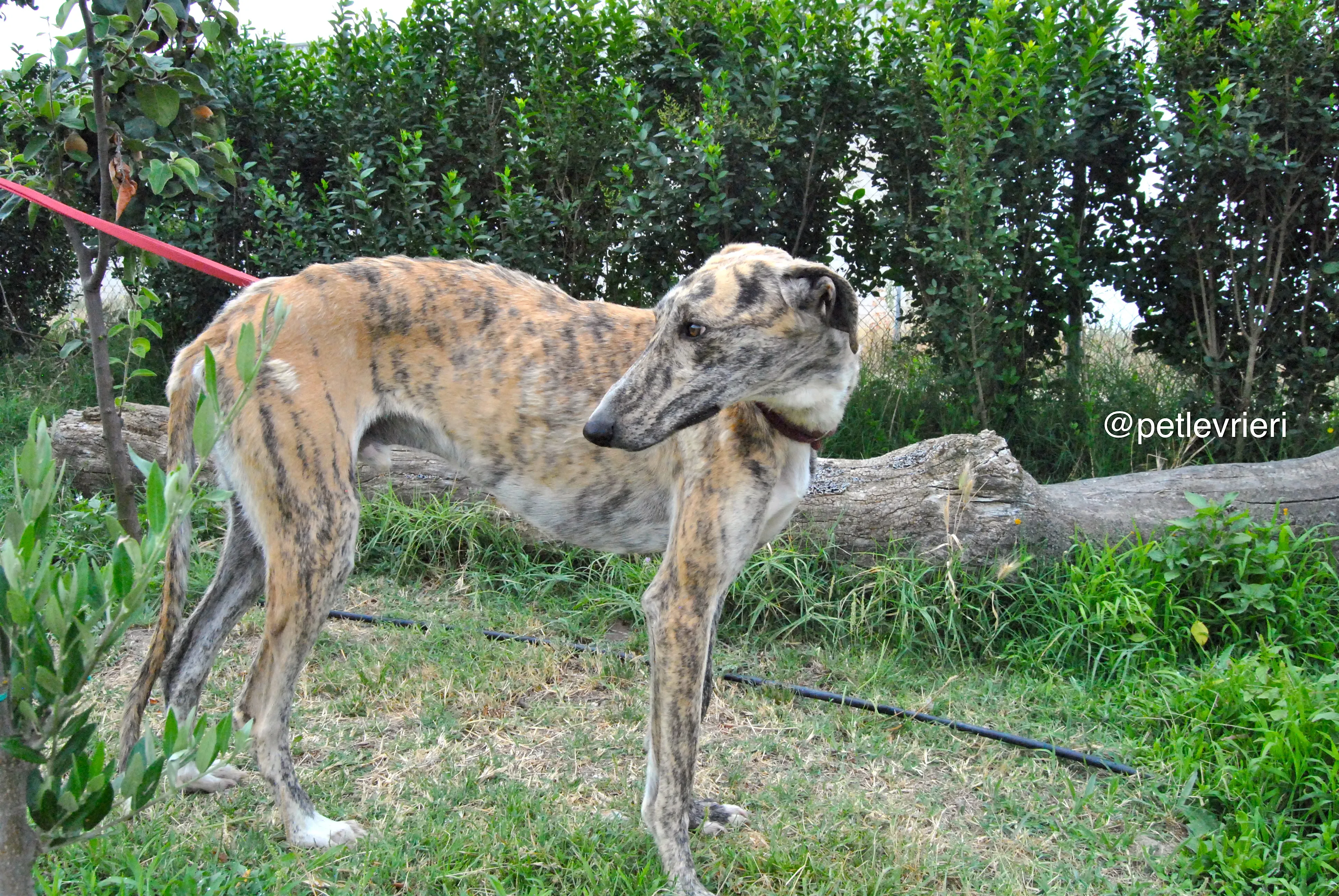 3 yasi adozione levrieri galgo