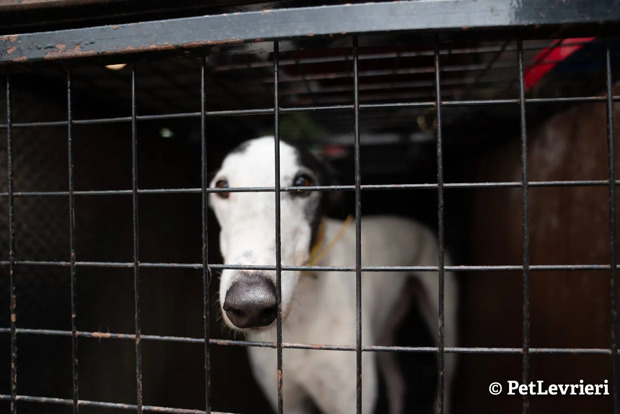 3 young adozione levrieri greyhound