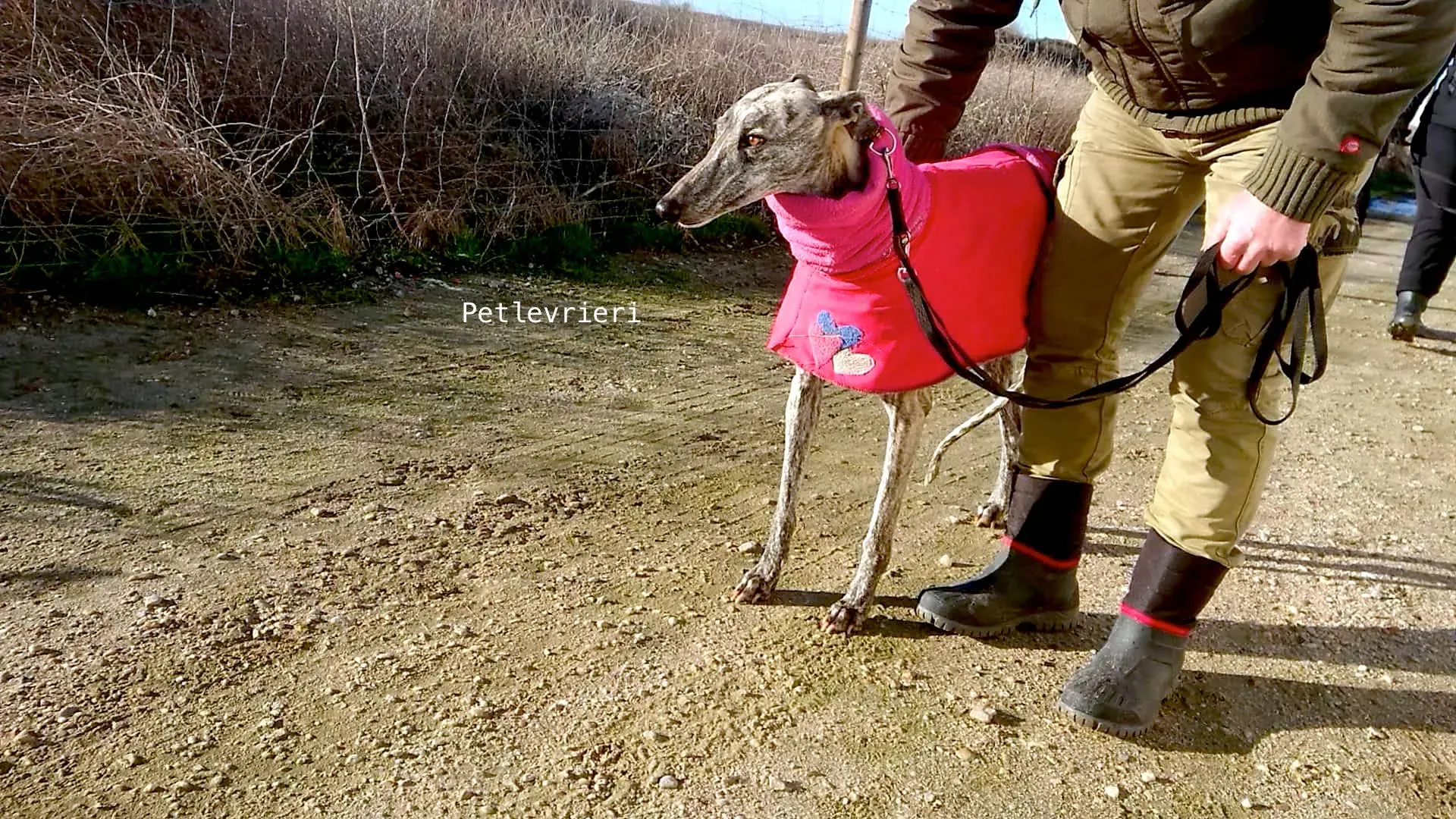 4 felicita galgo adozioni pet levrieri