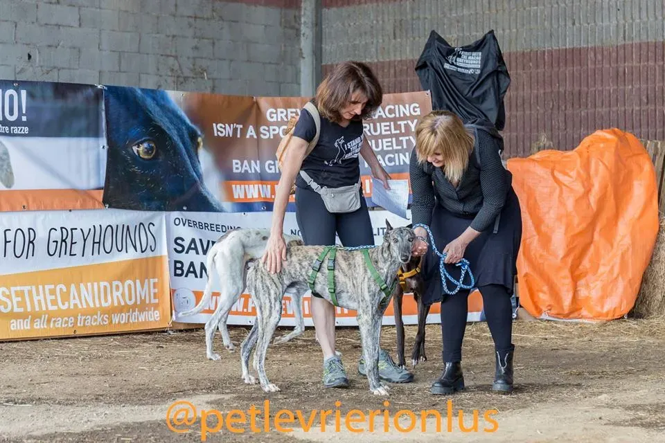 4.Botas Galgo Petlevrieri Petlevrierionlus Foster