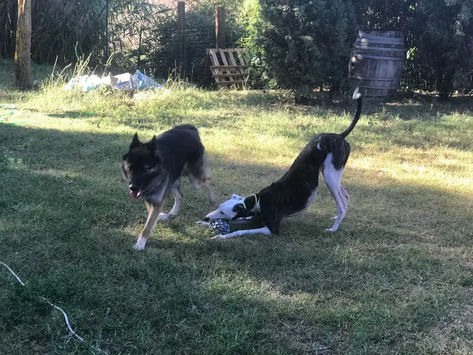 40161766 10214797910815860 6904105910516318208 n