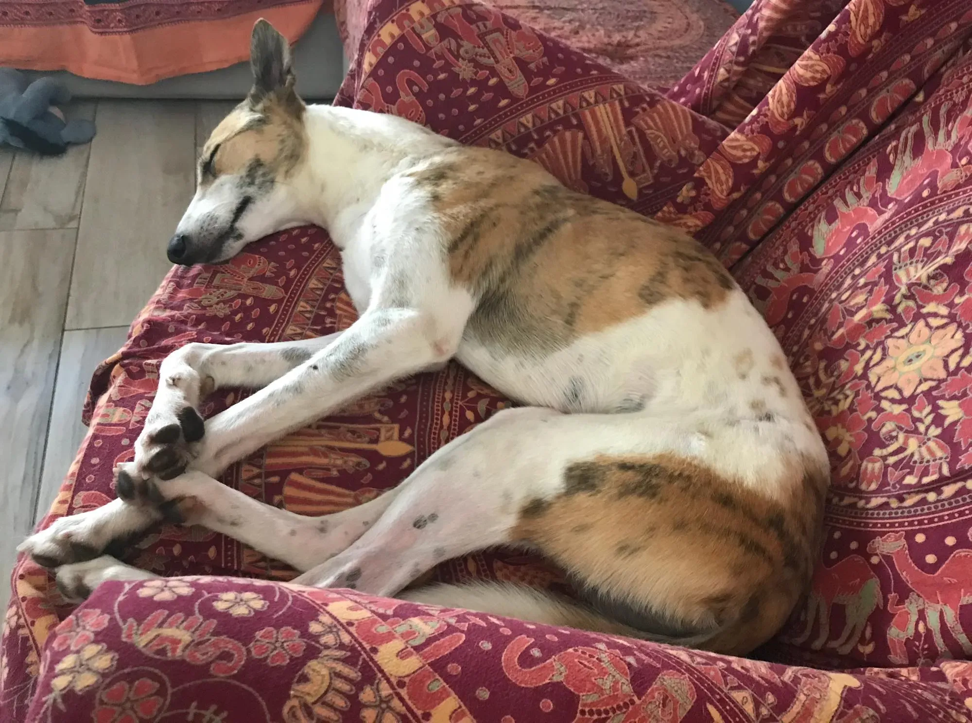 40 Sam whippet petlevrieri petlevrierionlus salvatomercatodellacarne Foster progettofoster.JPG