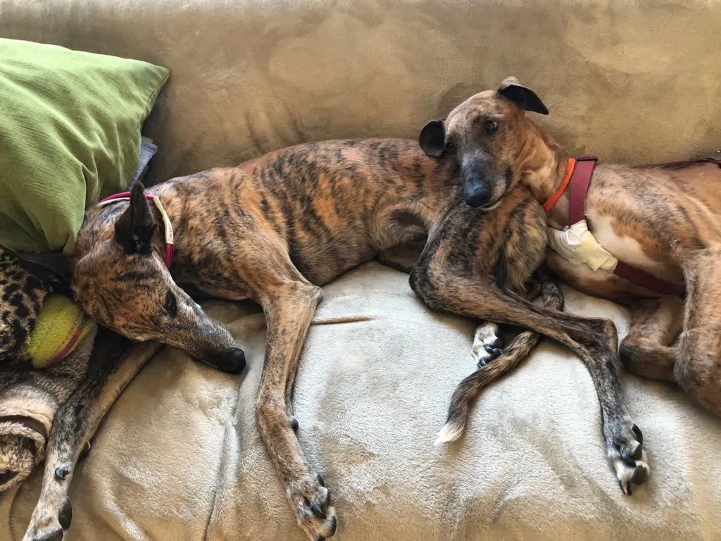 40f33546 1099 43f2 b062 246fa8e18584