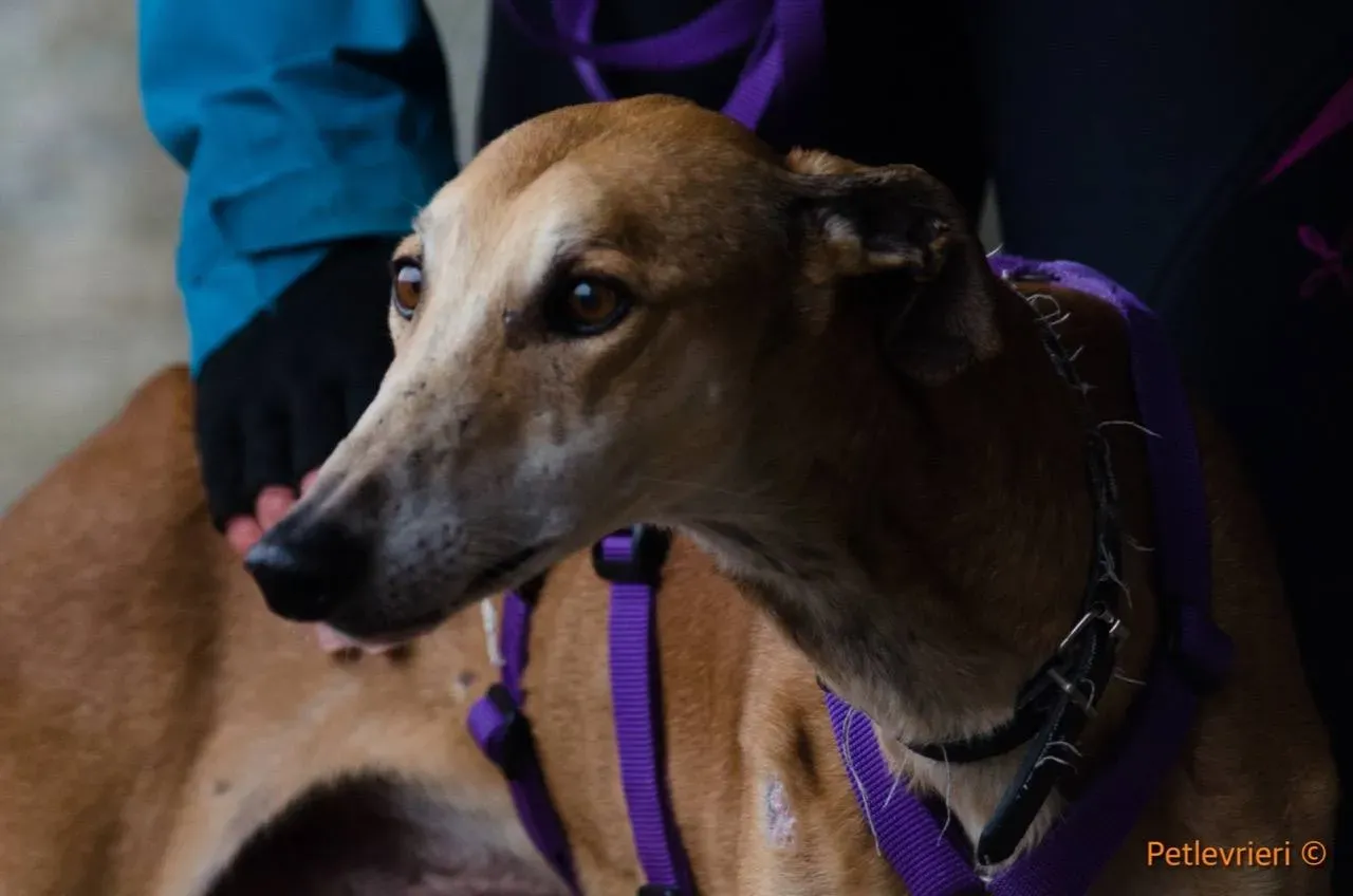 41 Imperio galgo adozione pet levrieri onlus