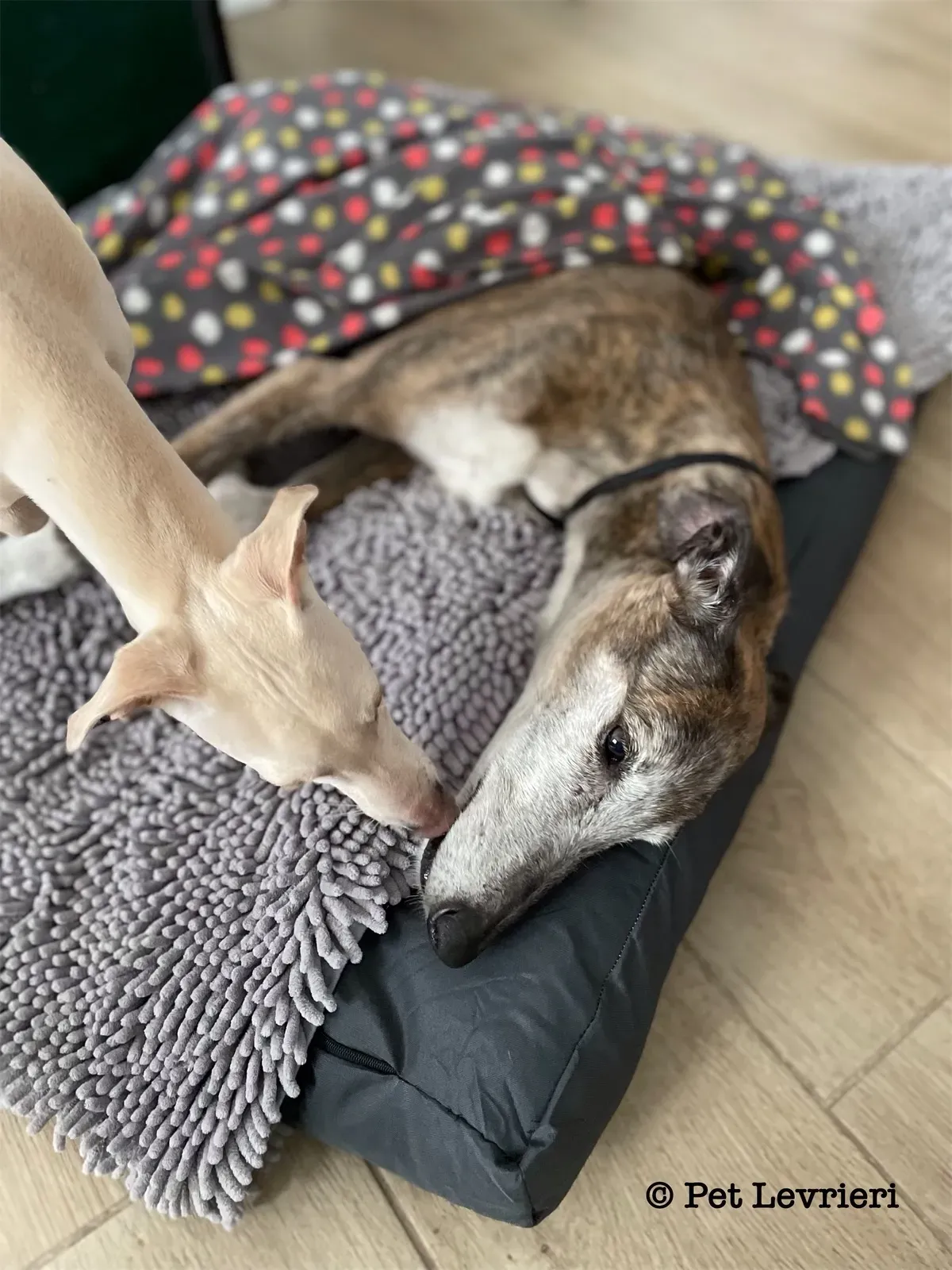 41621E81 D164 4C38 A3A5 E05C02DB7D97