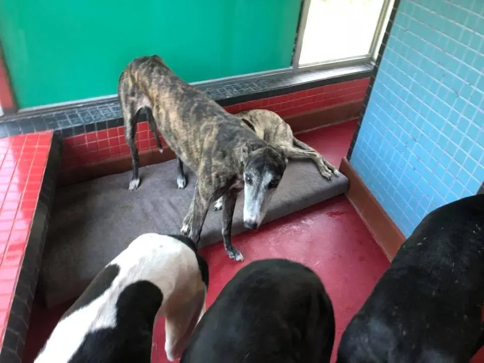 41622757 2192155374407297 6989970454316318720 n 1