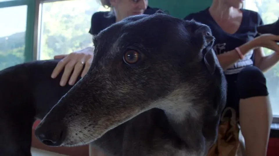 41644200 1894307427319770 7732002273189953536 n