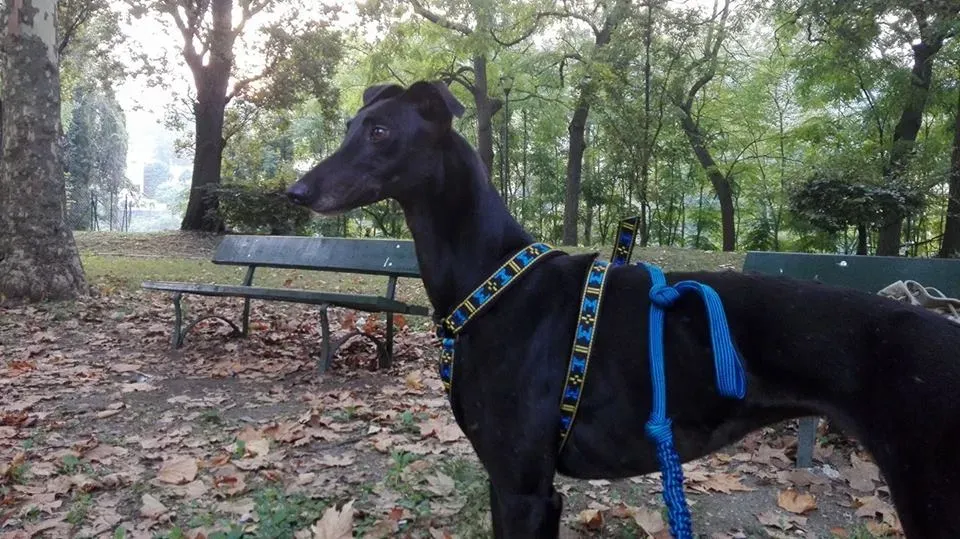 41669922 10217849670340570 1034047590221479936 n