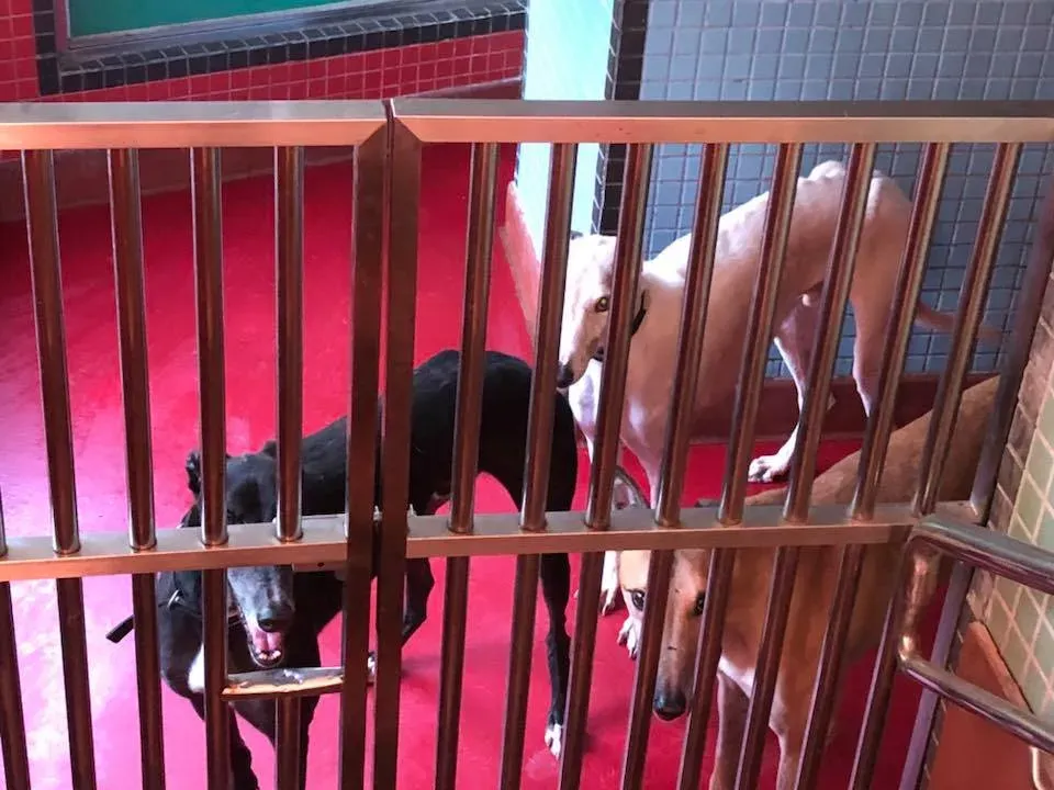 41675837 1894119074005272 8118894164164214784 n