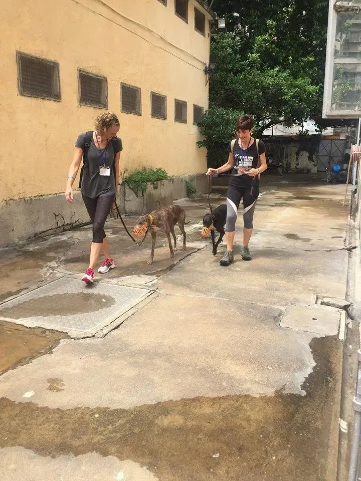 41682382 1895480070535839 8141886863561457664 n