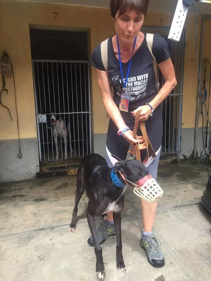 41684335 1895479333869246 8650909164664520704 n