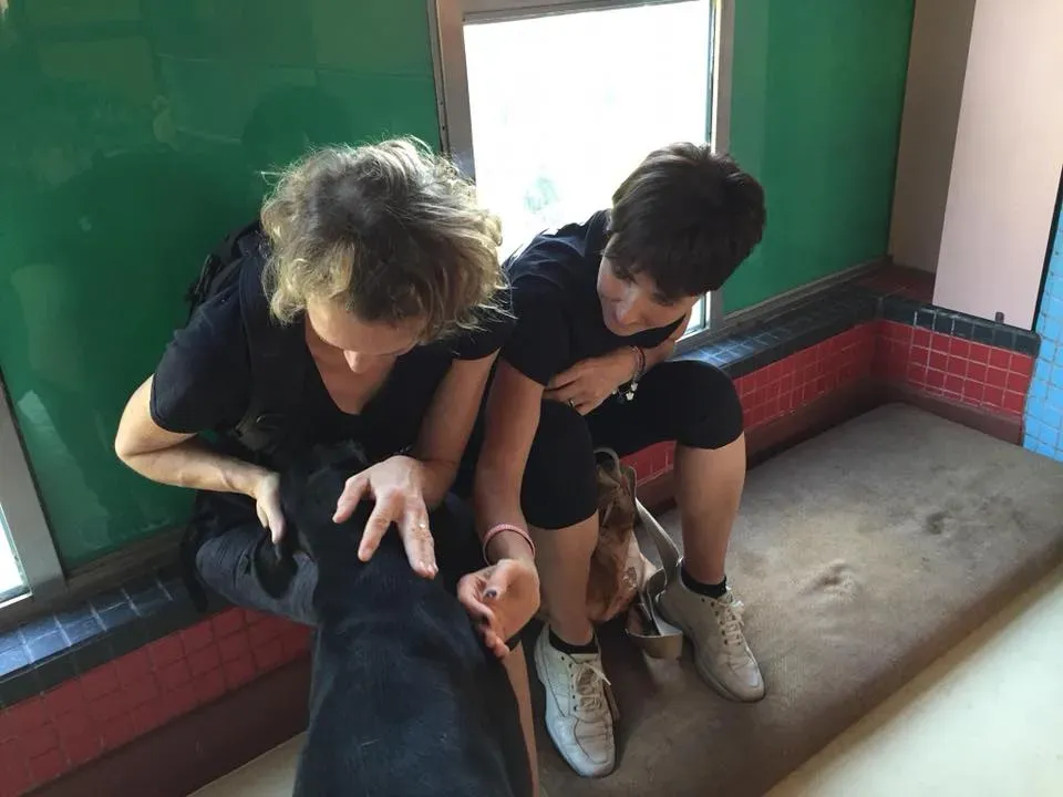 41685416 1894118754005304 3040714825547120640 n