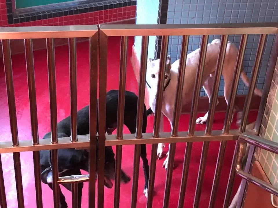 41735551 1894119067338606 636761410239463424 n