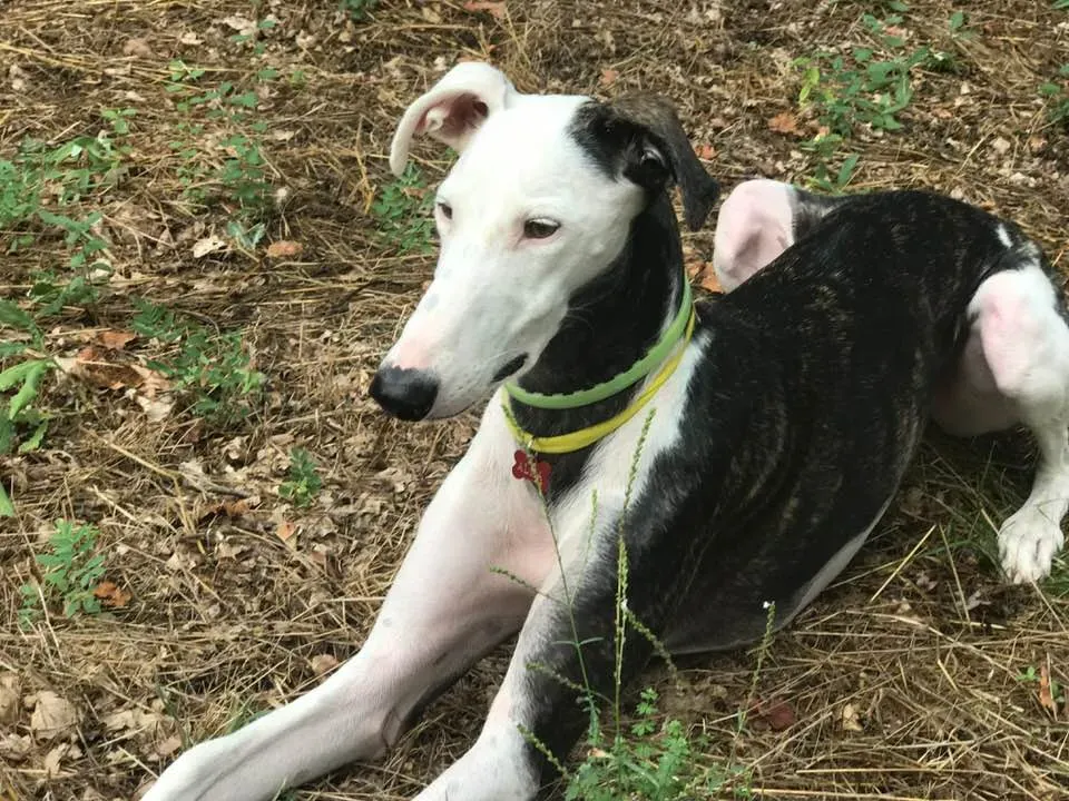 41977877 10214940547661692 2630745886312890368 n